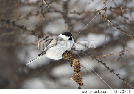 Lashes Lashes 48270796