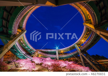 (Shizuoka) Kawazu cherry blossom blooming, Kawazu Nanaki Loop Bridge Light Up 48270831