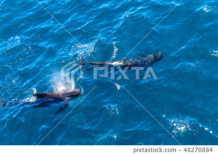 Long-Finned Pilot Whales in the Southern Atlantic Ocean 48270884