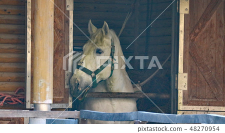 一匹馬 一匹馬 48270954