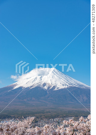  Cherry blossoms in full bloom Mt. Fuji sunny Clear blue sky on sunny morning Background Shinagurayama Asama Park Yamanashi Prefecture Fujiyoshida city Japan 48271309