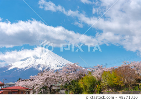  Cherry blossoms in full bloom Mt. Fuji sunny Clear blue sky on sunny morning Background Shinagurayama Asama Park Yamanashi Prefecture Fujiyoshida city Japan 48271310