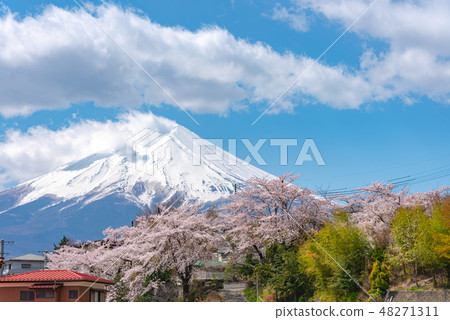  Cherry blossoms in full bloom Mt. Fuji sunny Clear blue sky on sunny morning Background Shinagurayama Asama Park Yamanashi Prefecture Fujiyoshida city Japan 48271311