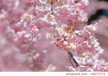 櫻花 櫻花 48271772