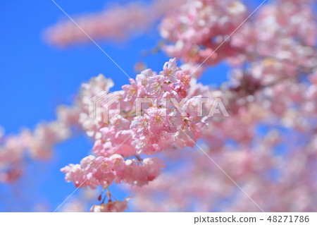 Cherry blossoms Cherry blossoms 48271786