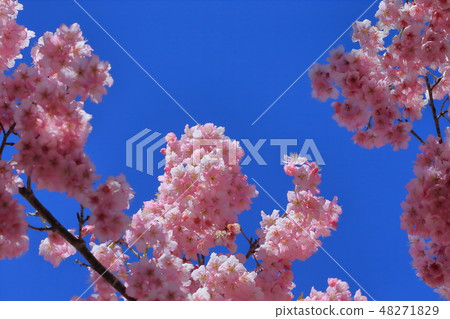 Cherry blossoms  48271829