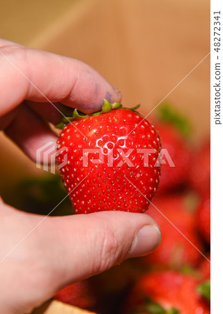 Taiwan Great Lake Strawberry Season 48272341
