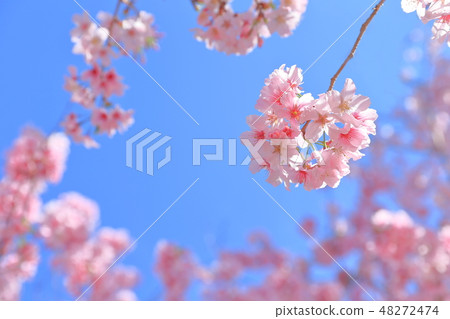 Cherry blossoms  48272474