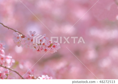 Cherry blossoms Cherry blossoms 48272513