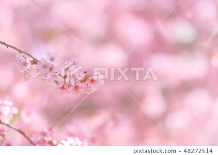 Cherry blossoms  48272514