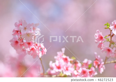 櫻花 48272523