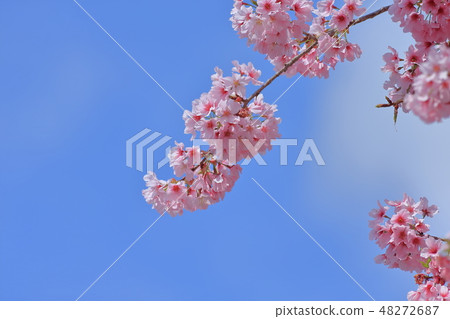 Cherry blossoms  48272687