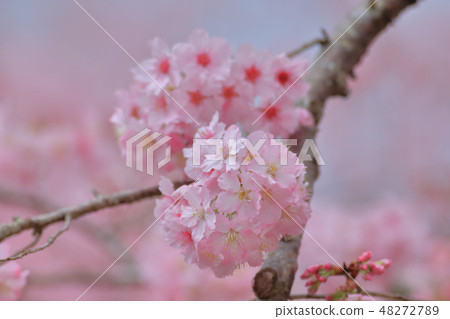Cherry blossoms Cherry blossoms 48272789