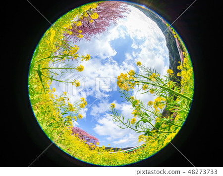 Rape flower and Kawazu cherry tree Rape flower and Kawazu cherry tree 48273733