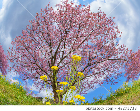 Rape flower and Kawazu cherry tree Rape flower and Kawazu cherry tree 48273738