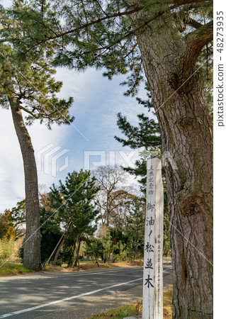 Oil pine trees 48273935