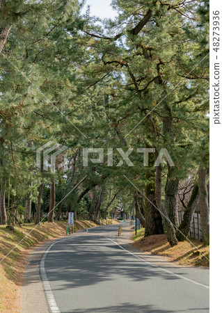 Oil pine trees Oil pine trees 48273936