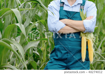 Middle age Farmer hold fresh organic corn cobs Middle age Farmer hold fresh organic corn cobs 48274012