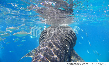 野生鯨鯊水下照片 48274232