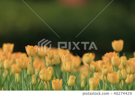 鬱金香,花園,花 鬱金香,花園,花 48274429