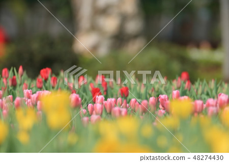 鬱金香,花園,花 48274430