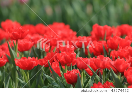 鬱金香,花園,花 鬱金香,花園,花 48274432