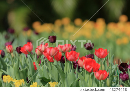 Tulip, garden, flower Tulip, garden, flower 48274458