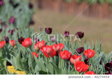 Tulip, garden, flower Tulip, garden, flower 48274459