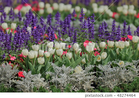 Tulip, garden, flower Tulip, garden, flower 48274464