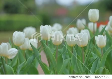 鬱金香,花園,花 鬱金香,花園,花 48274520