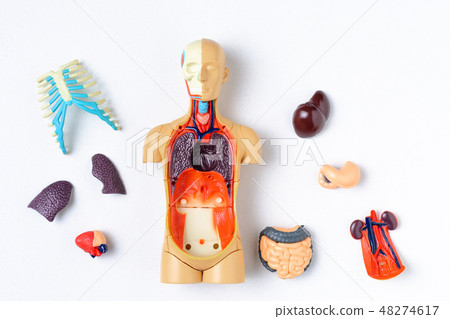 Plastic man dummy with internal organs on white 48274617