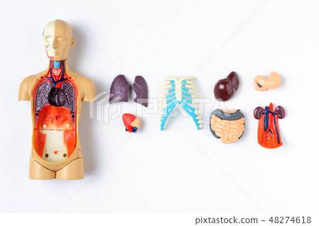 Plastic man dummy with internal organs on white 48274618