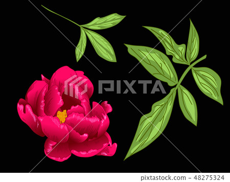 Vector Red Peony floral botanical flower. Red and green engraved ink art. Isolated peony Vector Red Peony floral botanical flower. Red and green engraved ink art. Isolated peony 48275324