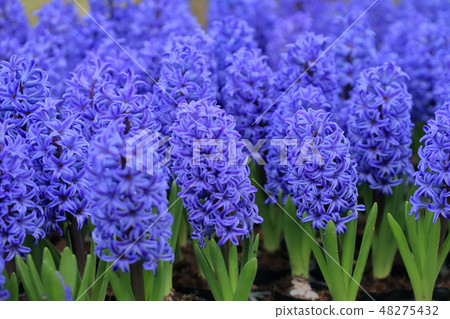 hyacinth hyacinth 48275432