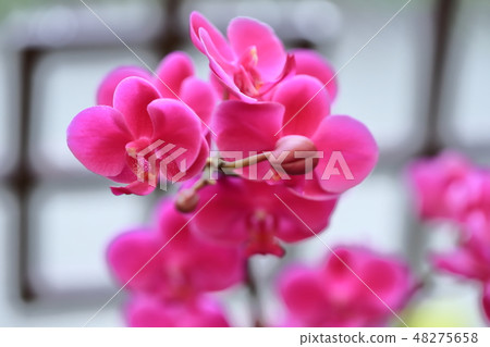 Phalaenopsis, flower, flower 48275658