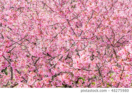 Kawazu cherry blossoms in full bloom Kawazu cherry blossoms in full bloom 48275980