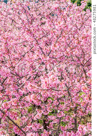Kawazu cherry blossoms in full bloom Kawazu cherry blossoms in full bloom 48275981