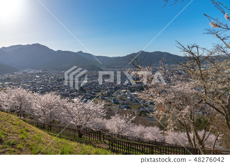  Shinagurayama Sengen Park Park of cherry blossoms in full bloom Natural background of clear blue sky on clear day Spring image Yamanashi Prefecture Fujiyoshida City 48276042