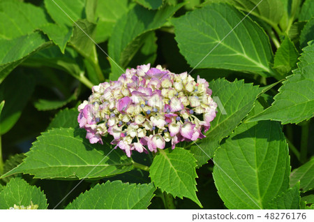 A photograph of a hydrangea close to a handcuff bloom of hydrangea with many decorative flowers that are becoming light red purple A photograph of a hydrangea close to a handcuff bloom of hydrangea with many decorative flowers that are becoming light red purple 48276176