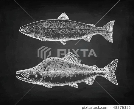 Chalk sketch of pink salmon. 48276335