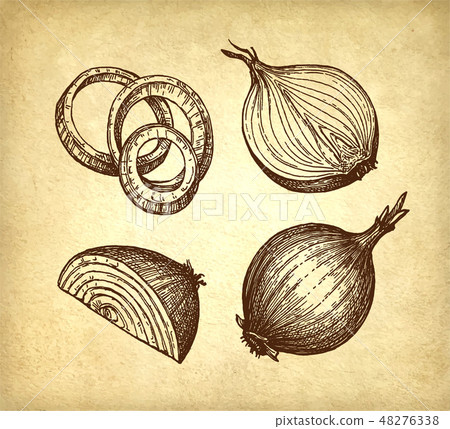 Ink sketch of onion. 48276338