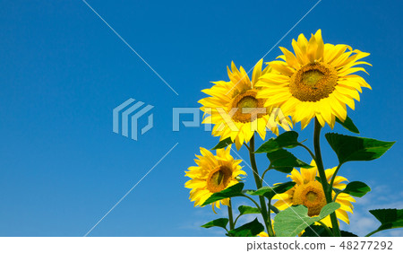 Sunflower field with cloudy blue sky Sunflower field with cloudy blue sky 48277292