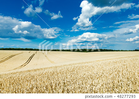 golden wheat field and sunny day golden wheat field and sunny day 48277293