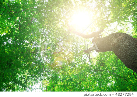 forest trees. nature green wood sunlight forest trees. nature green wood sunlight 48277294