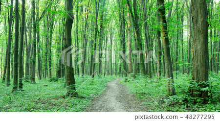 Forest trees. nature green wood sunlight Forest trees. nature green wood sunlight 48277295