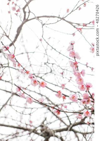 梅花梅花武陵農場台灣台中春天 48278426