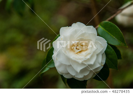 椿茶花武陵農場台灣台中春天 椿茶花武陵農場台灣台中春天 48278435