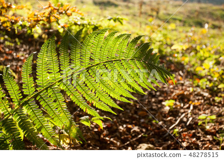 Fern leaf close up, autumn background 48278515