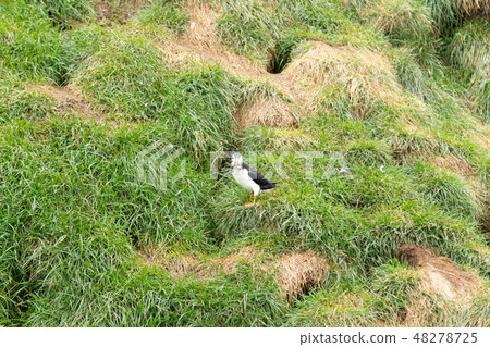 Atlantic puffin from Borgarfjordur fjord,Iceland Atlantic puffin from Borgarfjordur fjord,Iceland 48278725