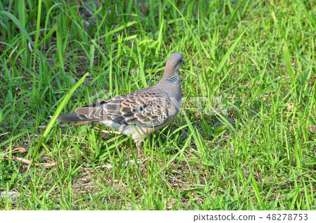 A photograph of a pheasant butter which is presumed to be searching for bait by walking on the grassland A photograph of a pheasant butter which is presumed to be searching for bait by walking on the grassland 48278753